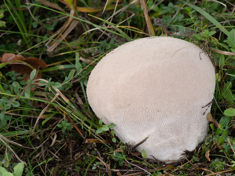 Lycoperdon utriforme